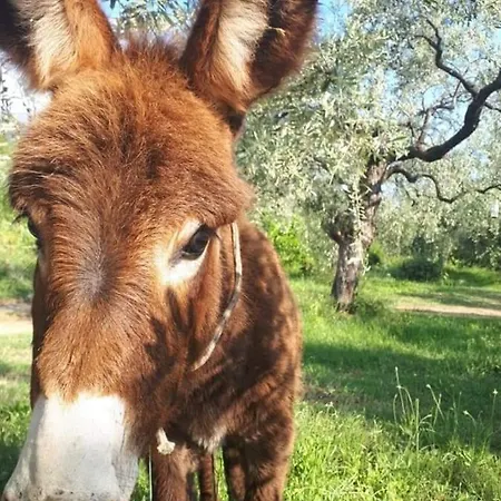 Villa Casa O' - Moderne Mit Grosser Terrasse Und Privatem Swimmingpool *