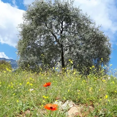 Villa Casa O' - Moderne Mit Grosser Terrasse Und Privatem Swimmingpool Skala Potamia (Thasos)
