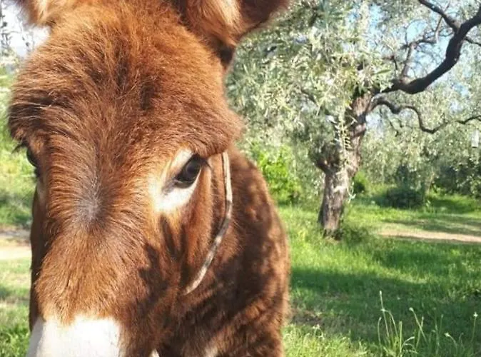 Villa Casa O' - Moderne Mit Grosser Terrasse Und Privatem Swimmingpool *